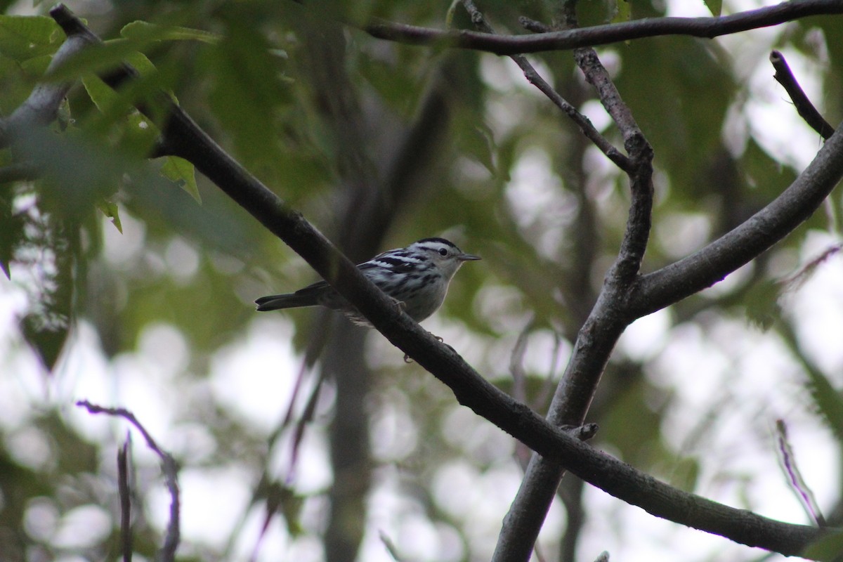 Black-and-white Warbler - ML613331824