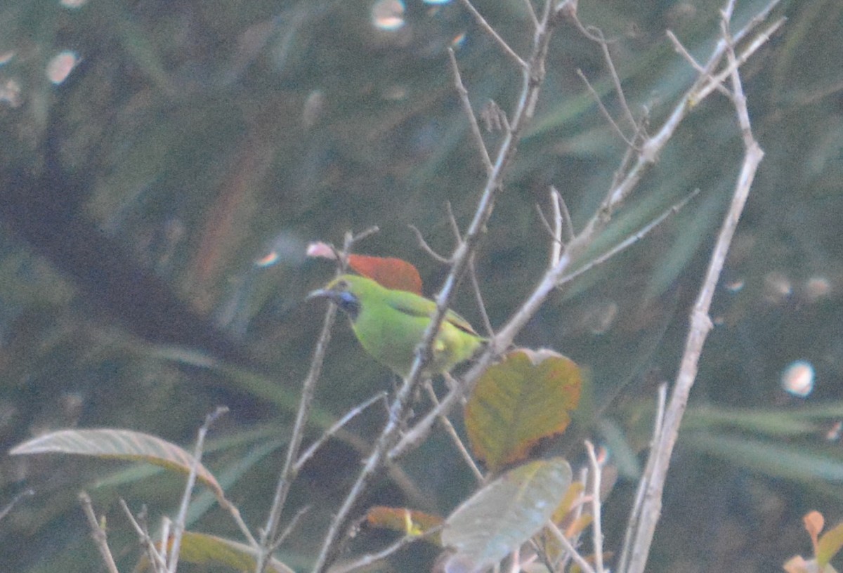 Golden-fronted Leafbird - ML613331826