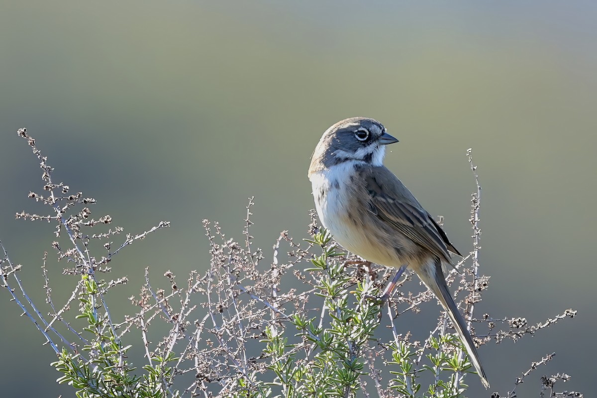 Bell's Sparrow - ML613331973