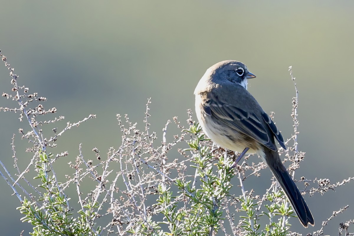 Bell's Sparrow - ML613331974