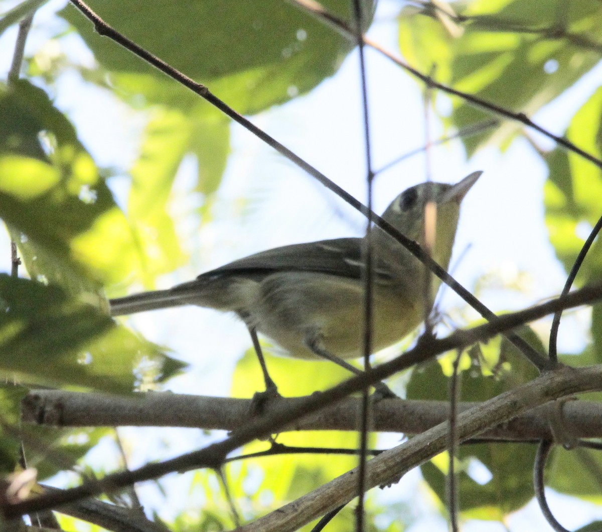 Cuban Vireo - ML613332035