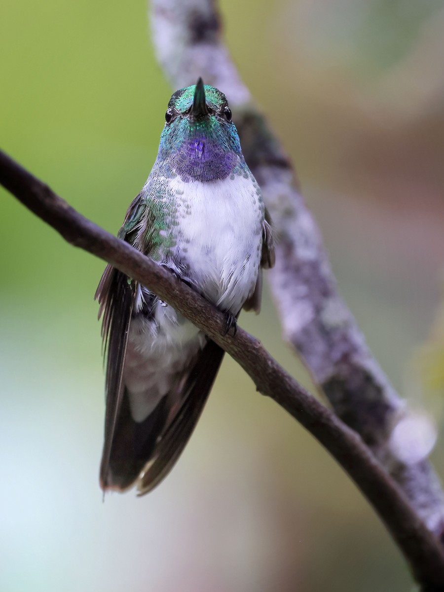 kolibřík vysočinný - ML613332059