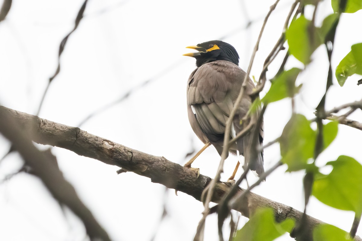 Common Myna - ML613332081