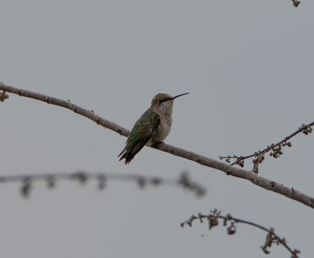 Ruby-throated Hummingbird - ML613332169