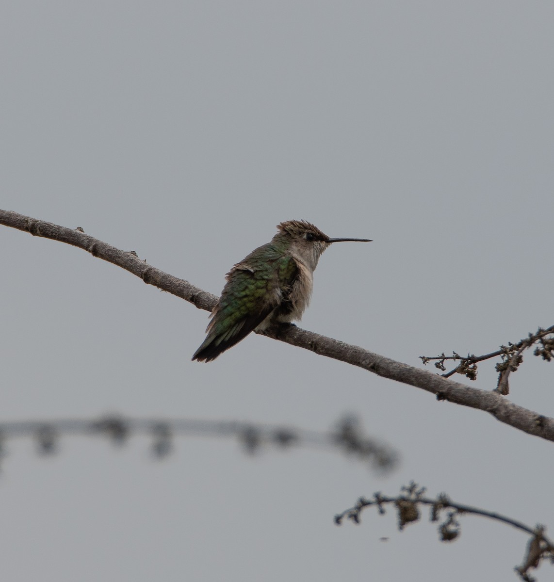 Ruby-throated Hummingbird - ML613332171