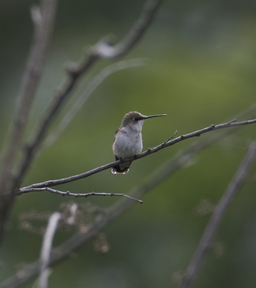 Ruby-throated Hummingbird - ML613332179