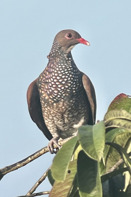 Scaled Pigeon - ML613332295