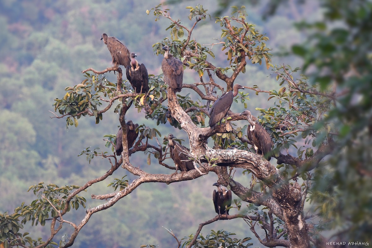 White-rumped Vulture - ML613332339