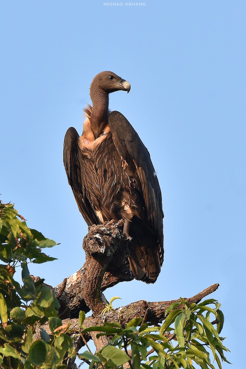 White-rumped Vulture - Neenad Abhang