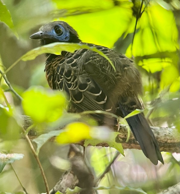 Ocellated Antbird - ML613332507