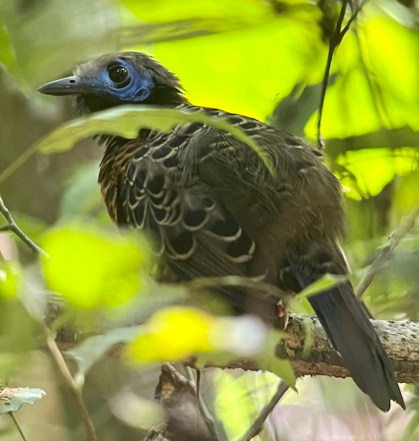 Ocellated Antbird - ML613332540