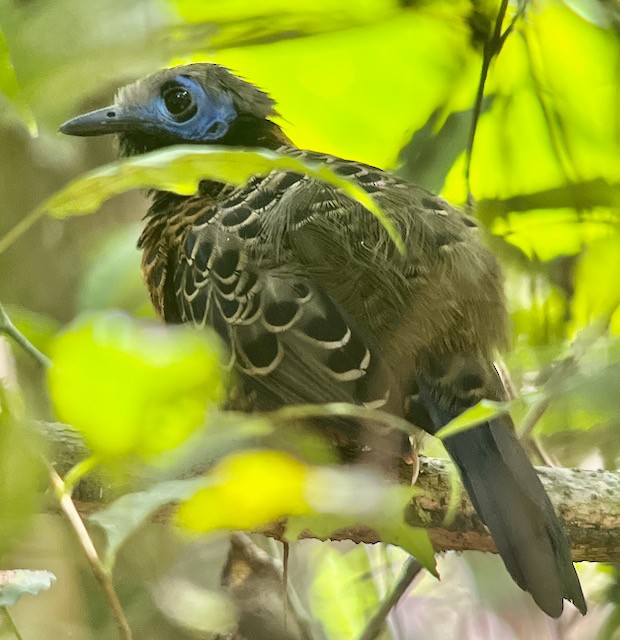 Ocellated Antbird - ML613332541