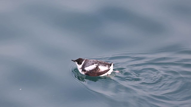 アメリカマダラウミスズメ - ML613332584