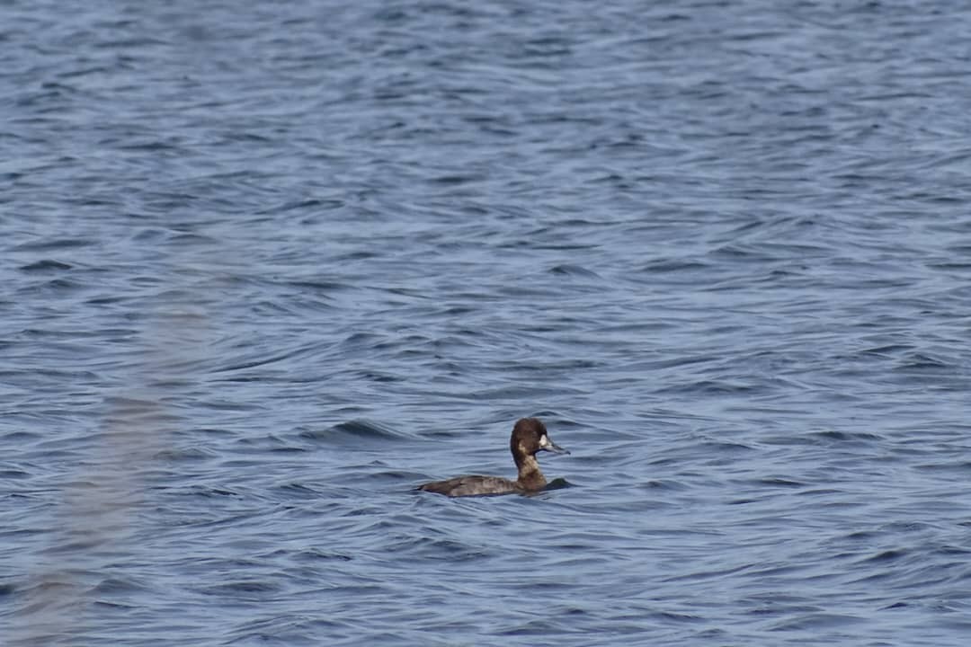 Lesser Scaup - Wency Rosales