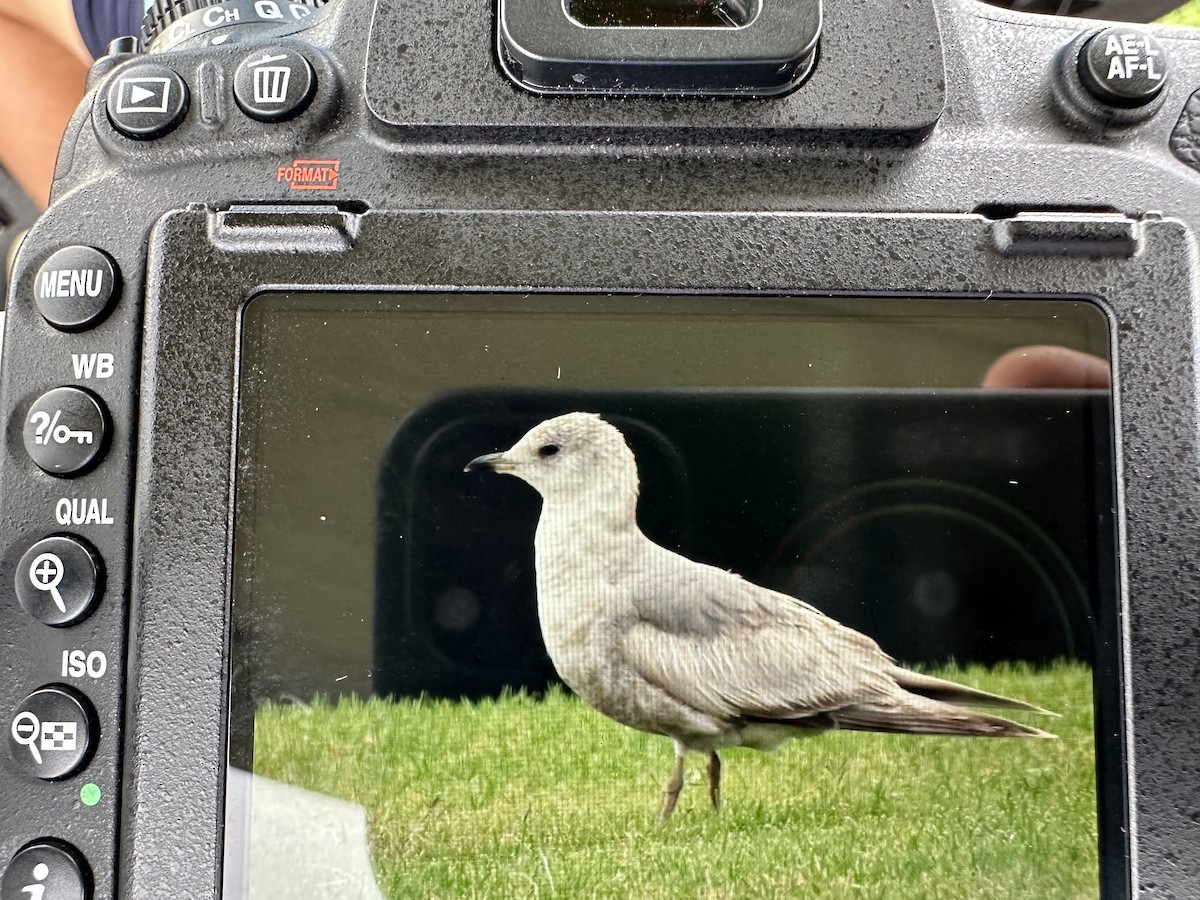 Short-billed Gull - ML613332662