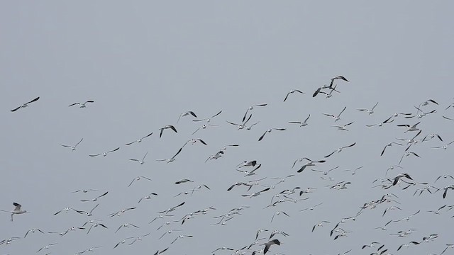 Avoceta Americana - ML613332677