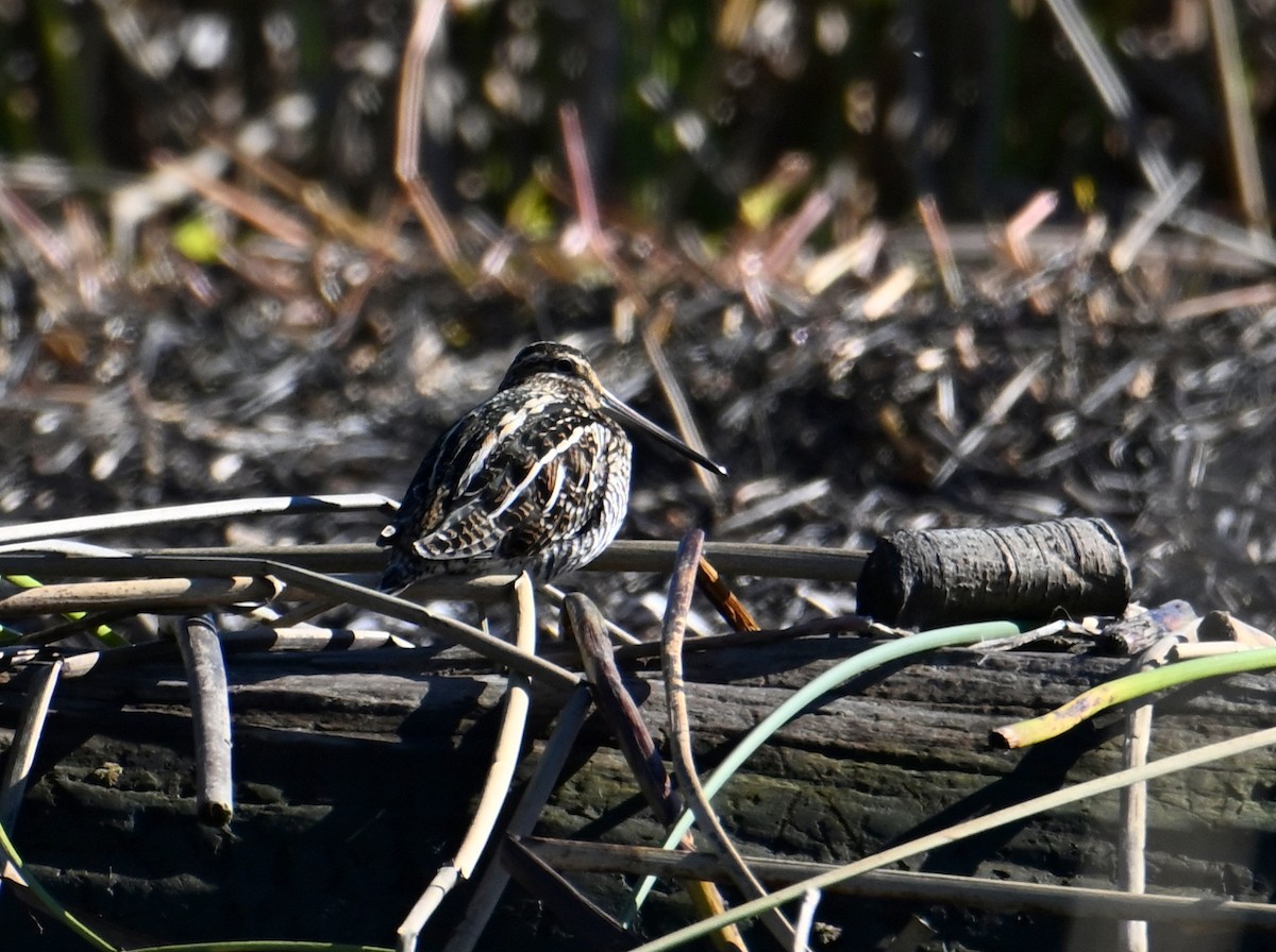 Wilson's Snipe - ML613332698