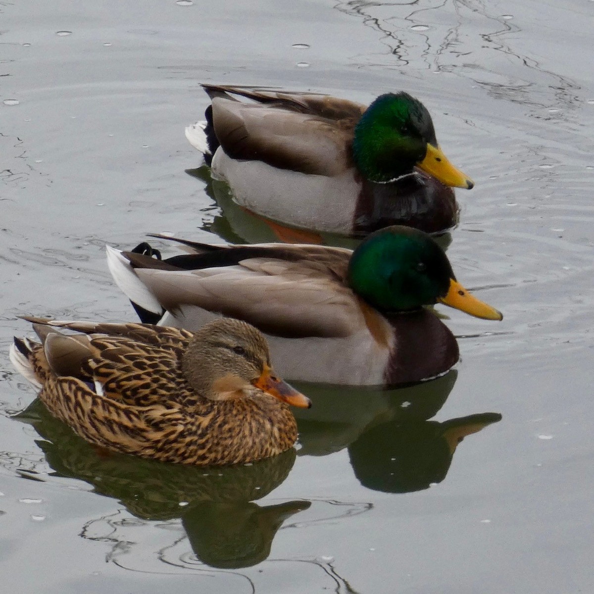 Mallard - Melissa Wetzig