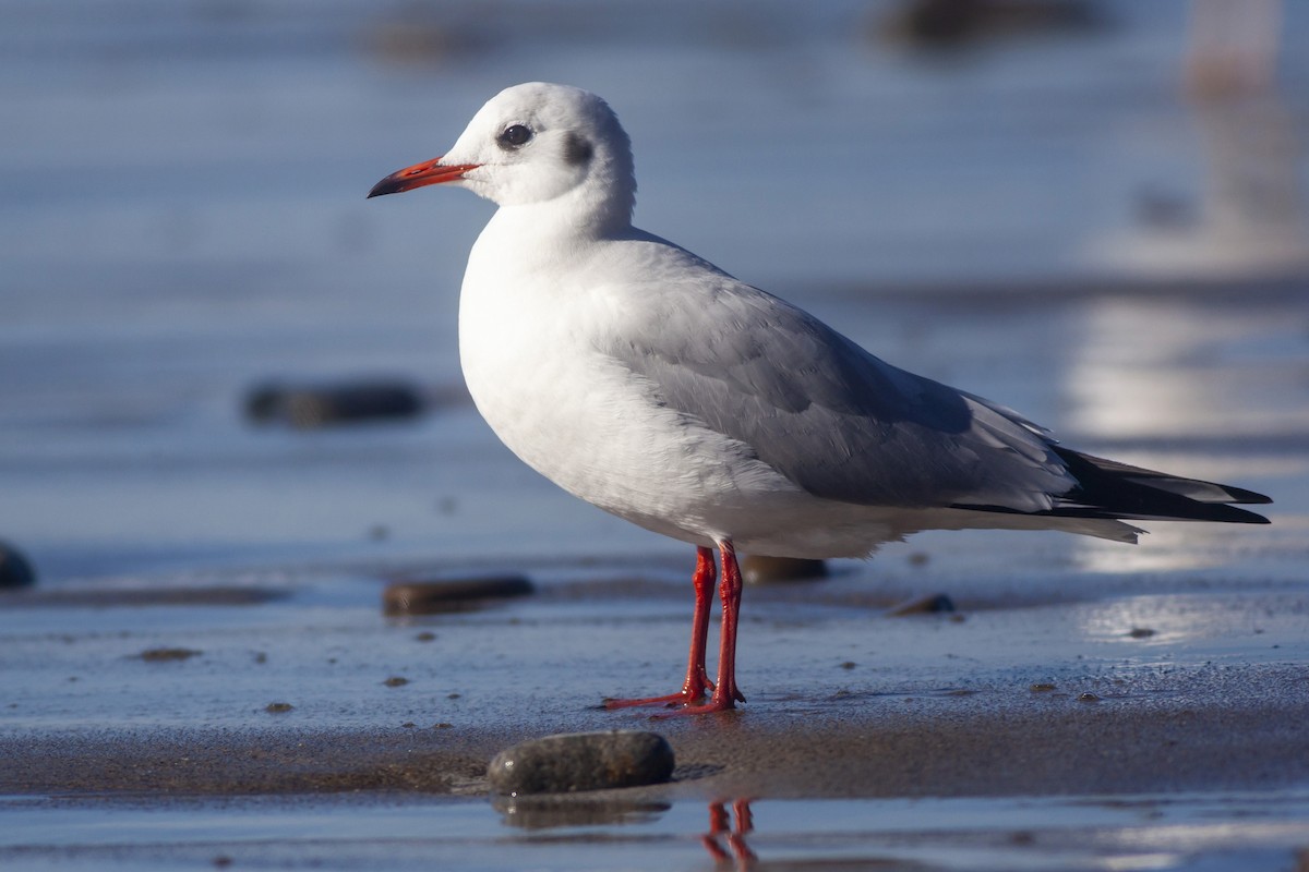 Mouette rieuse - ML613332742