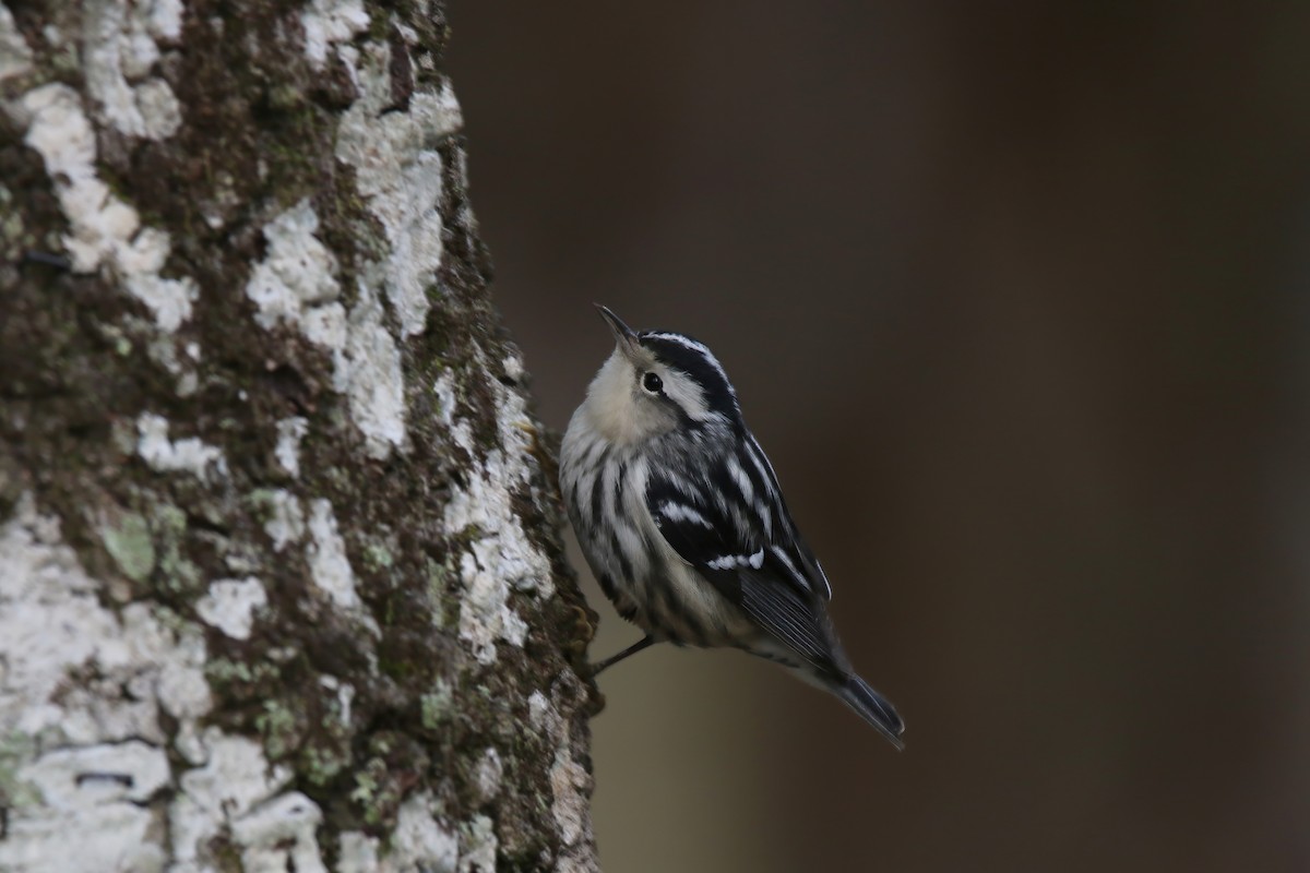 Black-and-white Warbler - ML613332747