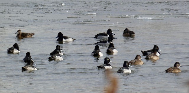 Ring-necked Duck - Melissa Wetzig