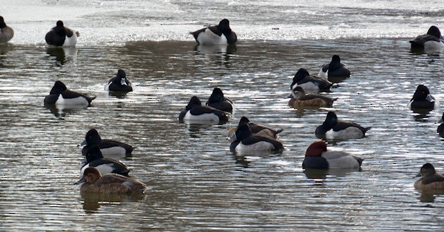 Ring-necked Duck - Melissa Wetzig