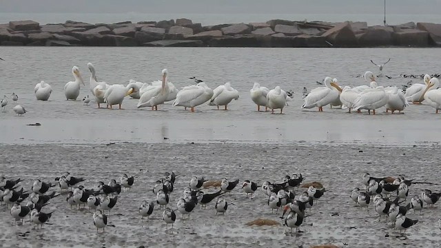 American White Pelican - ML613332786