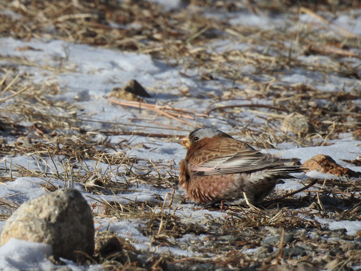 Gray-crowned Rosy-Finch - ML613332810