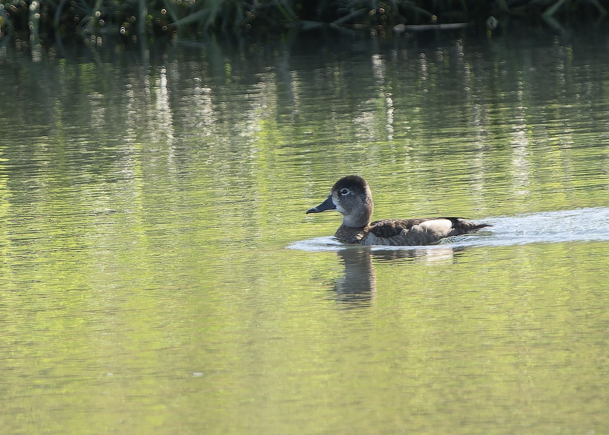 Ring-necked Duck - ML613332851