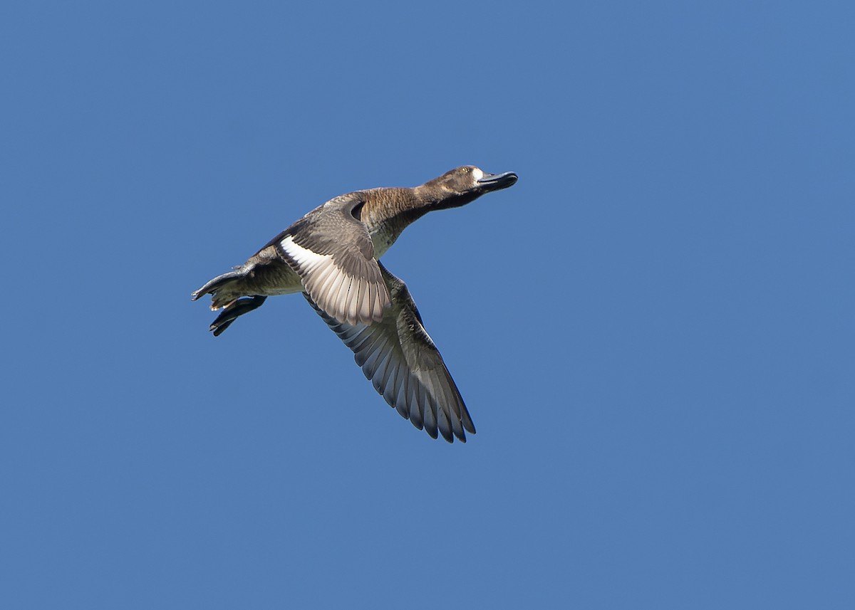 Lesser Scaup - Guillermo  Saborío Vega