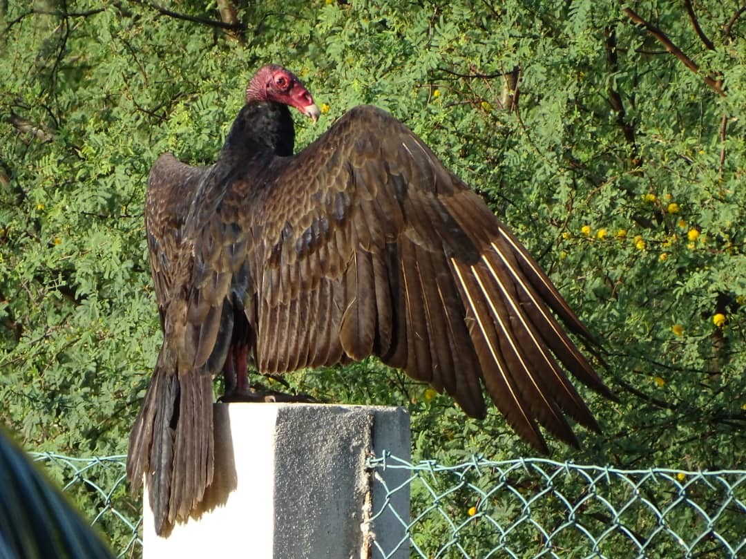 Turkey Vulture - ML613332986