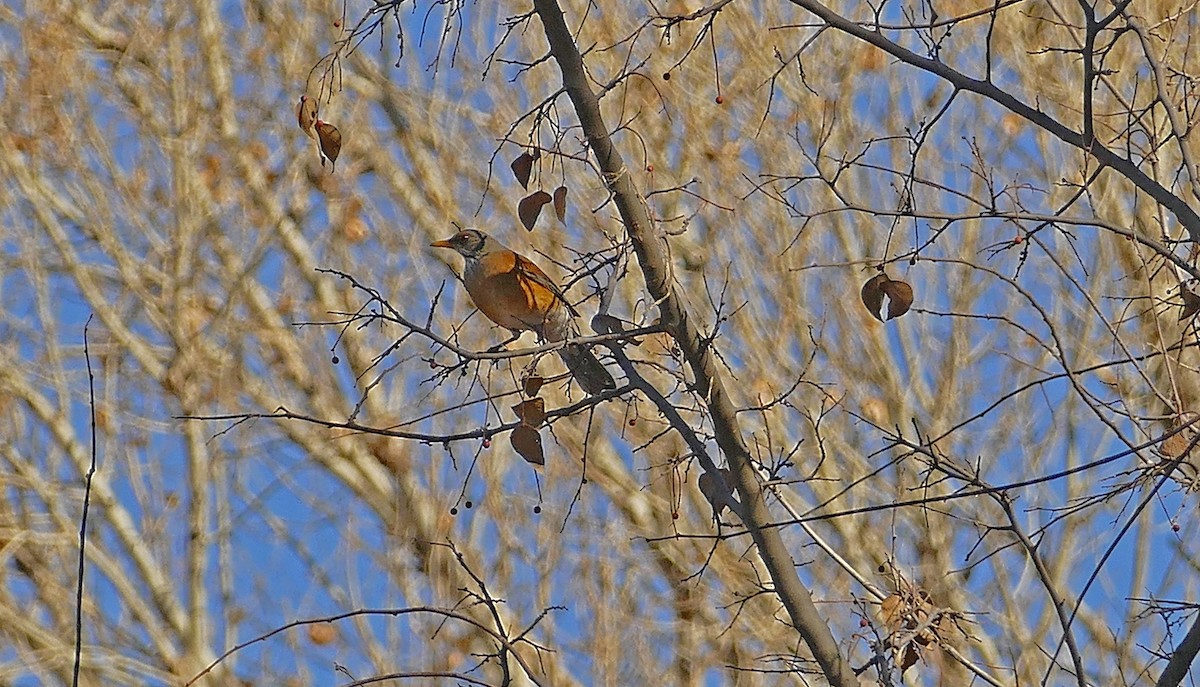 Rufous-backed Robin (Rufous-backed) - ML613333062