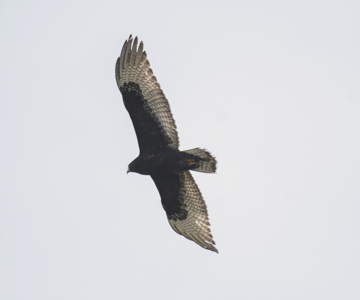 Zone-tailed Hawk - ML613333083