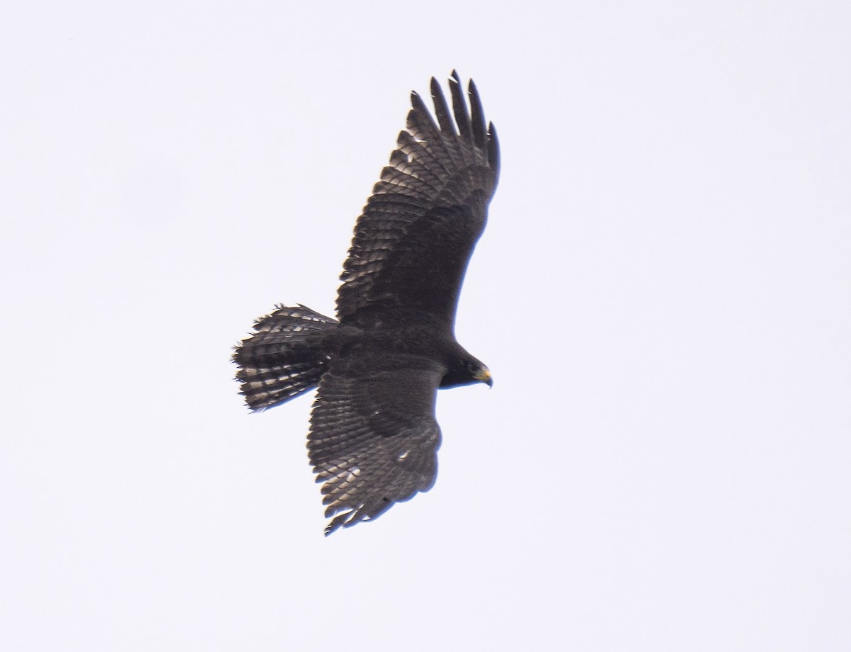 Zone-tailed Hawk - ML613333084