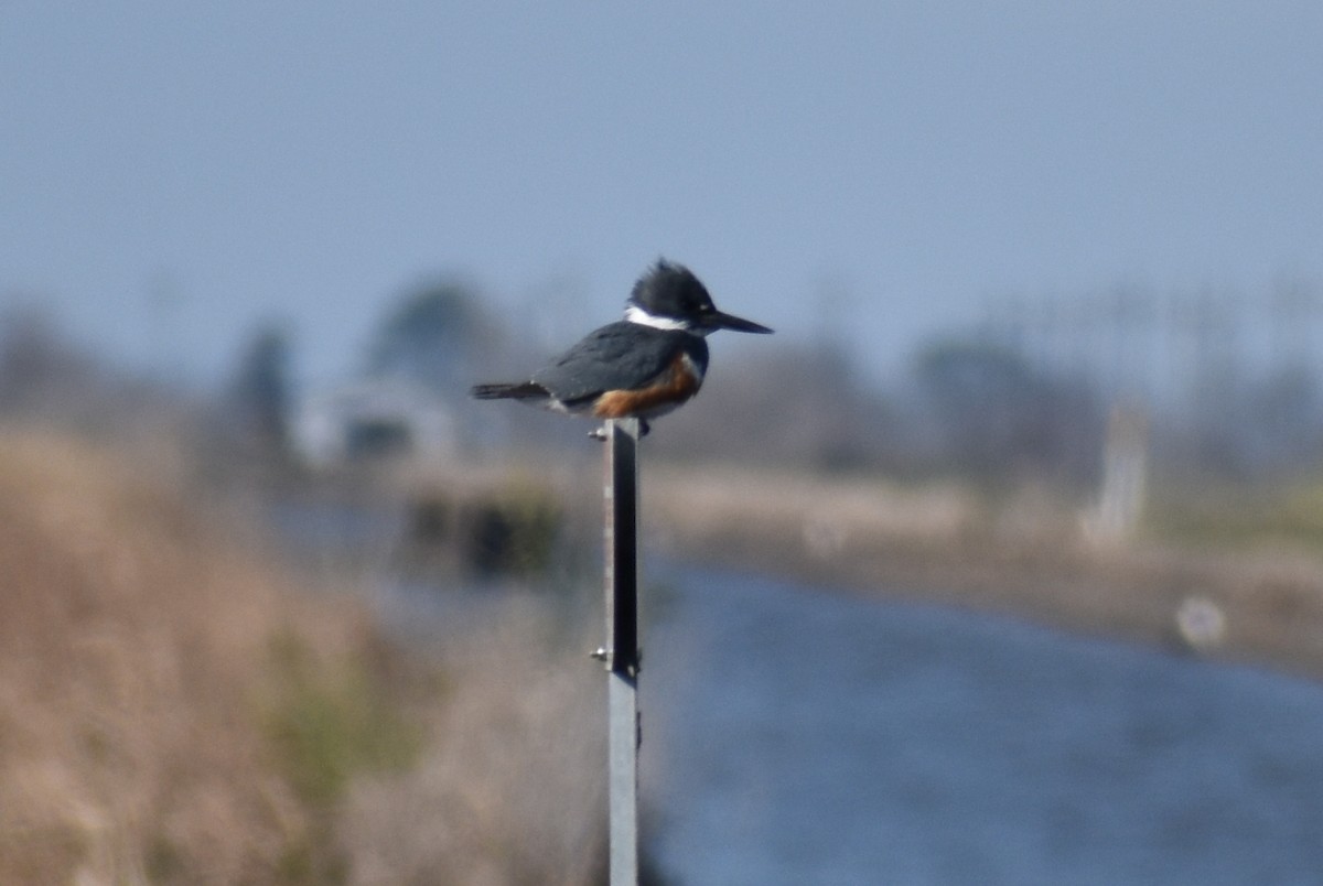 Belted Kingfisher - ML613333109
