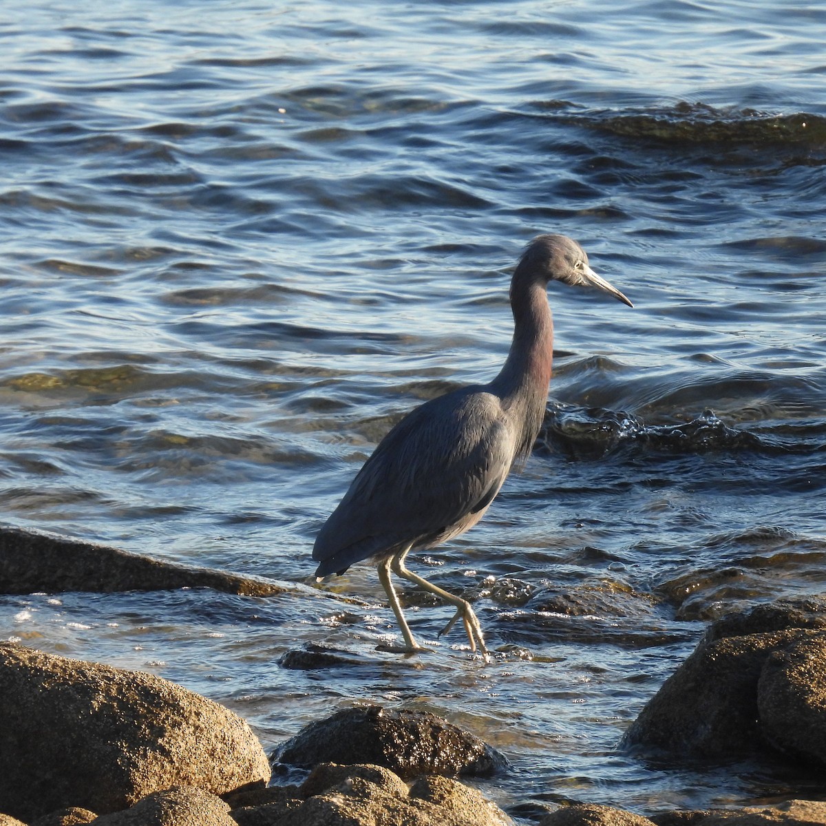 Little Blue Heron - ML613333197