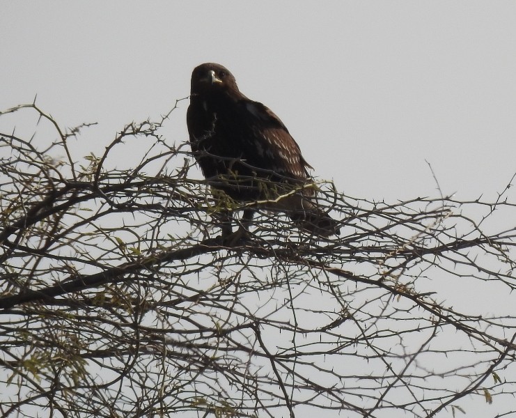 Greater Spotted Eagle - ML613333292
