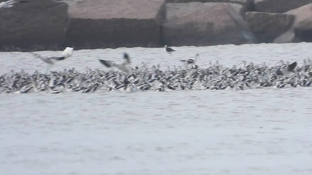 Avoceta Americana - ML613333298