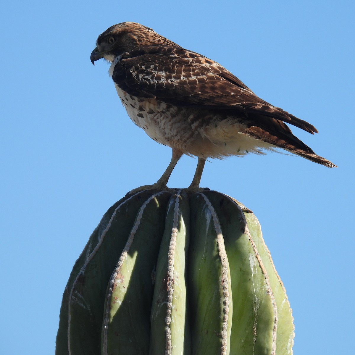 Red-tailed Hawk - ML613333368