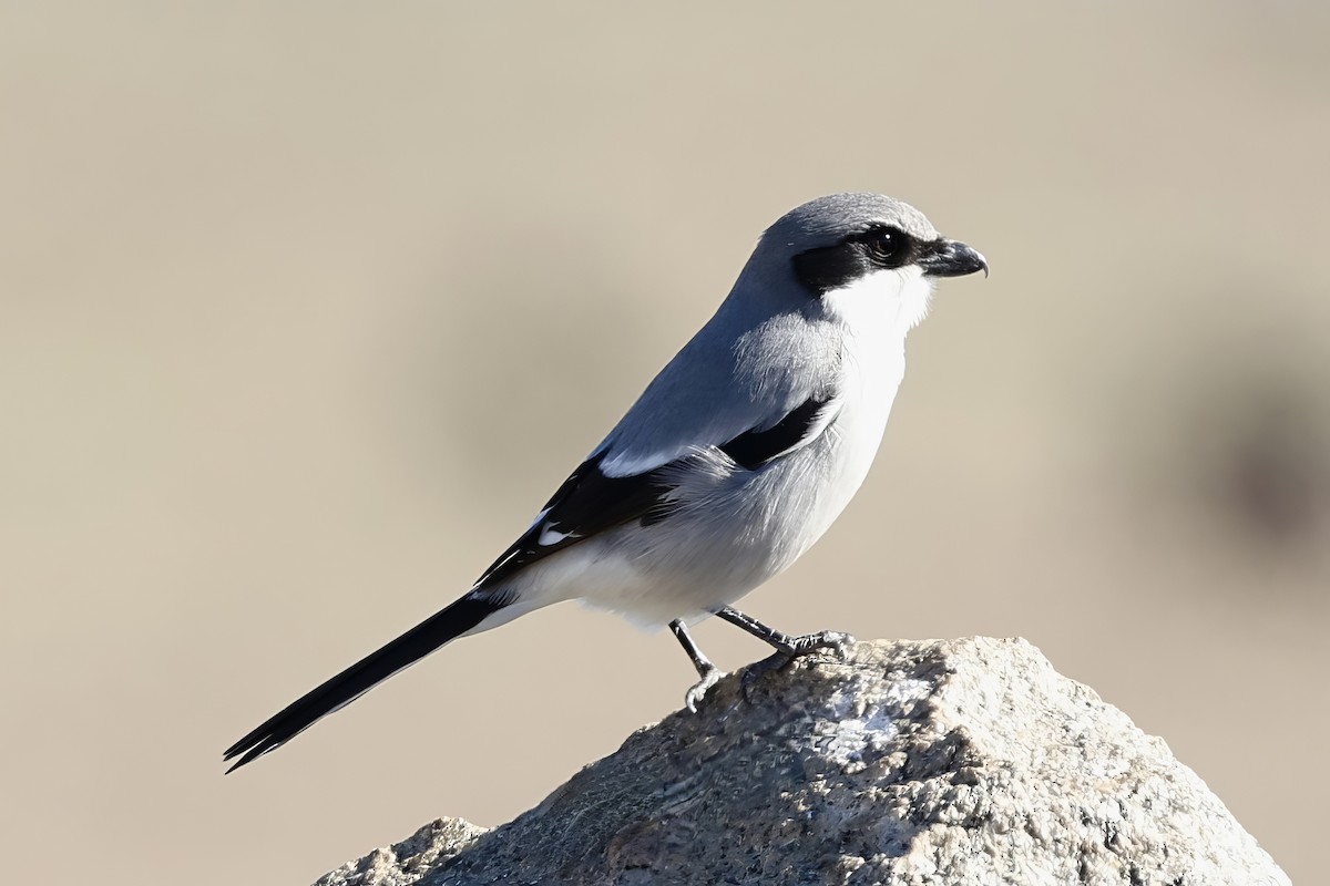 Loggerhead Shrike - ML613333378