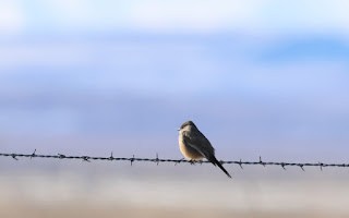 Say's Phoebe - ML613333408