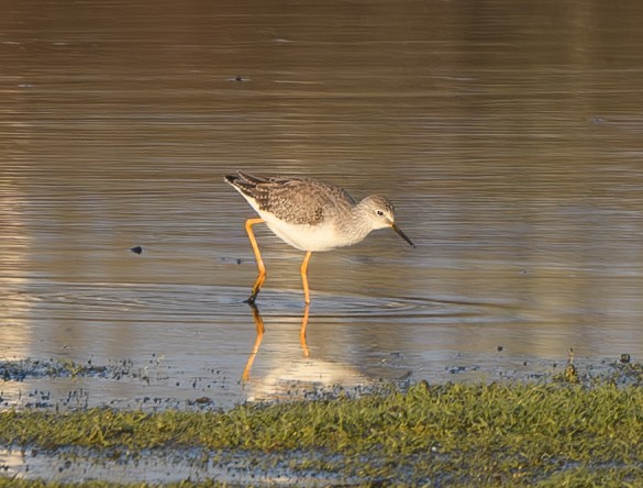 Lesser Yellowlegs - ML613333470