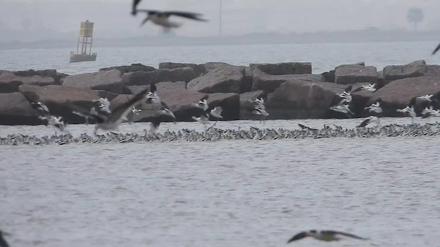 Avoceta Americana - ML613333485