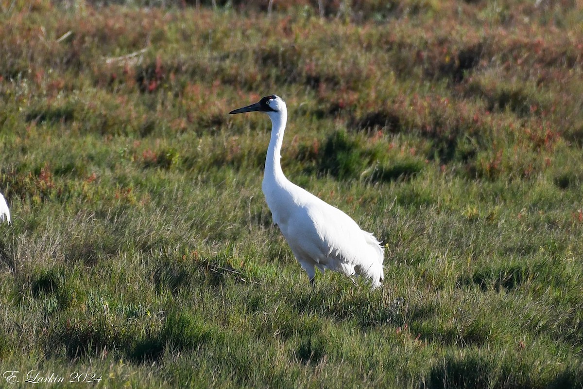 Whooping Crane - ML613333550