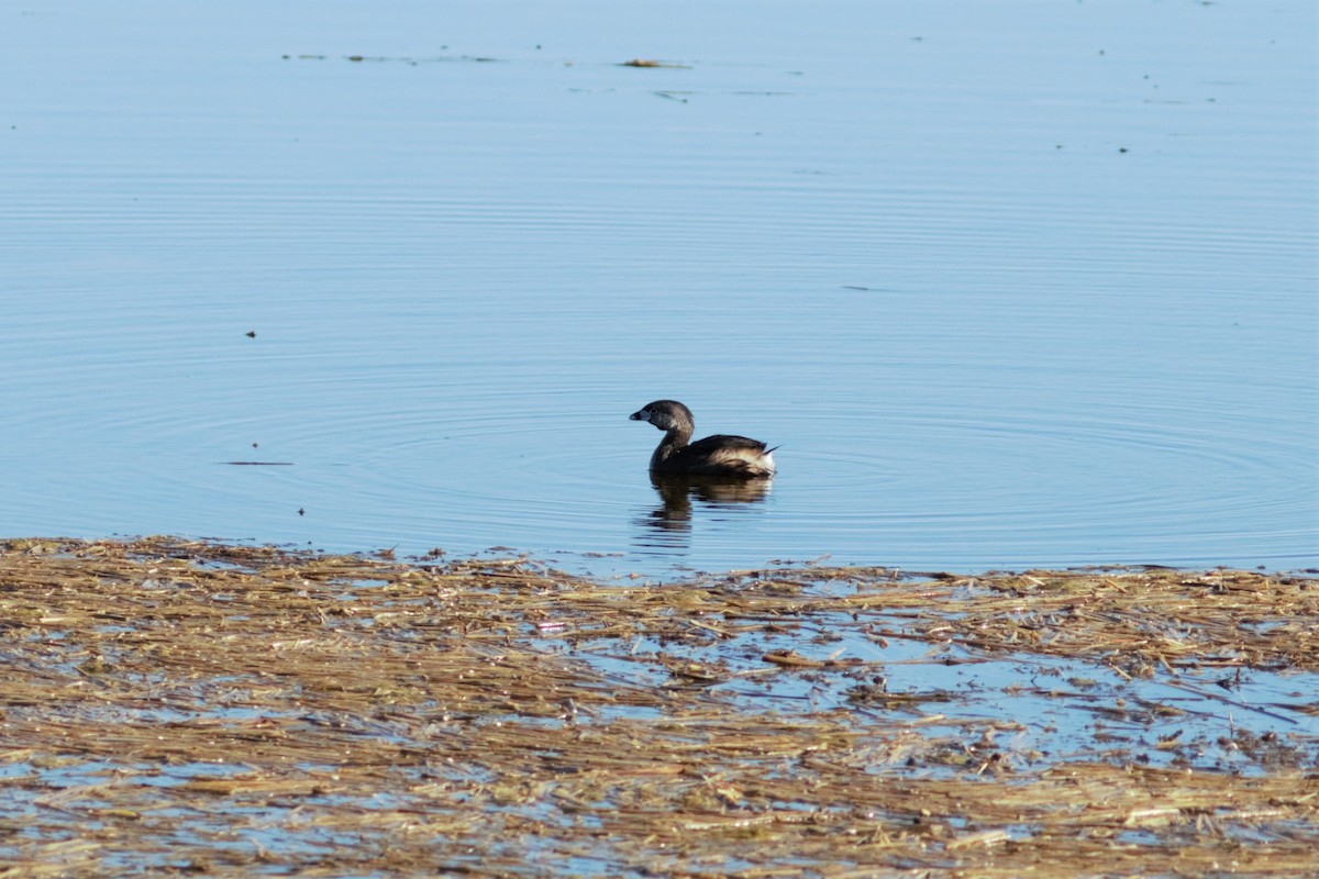 Pied-billed Grebe - ML613333577