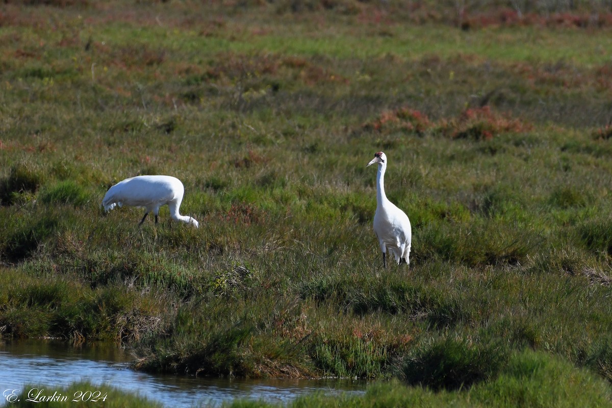 Whooping Crane - ML613333596