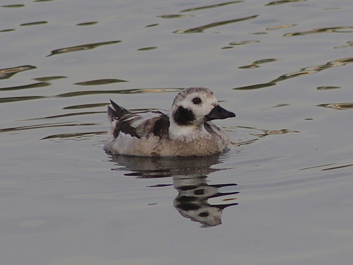 Long-tailed Duck - ML613333661