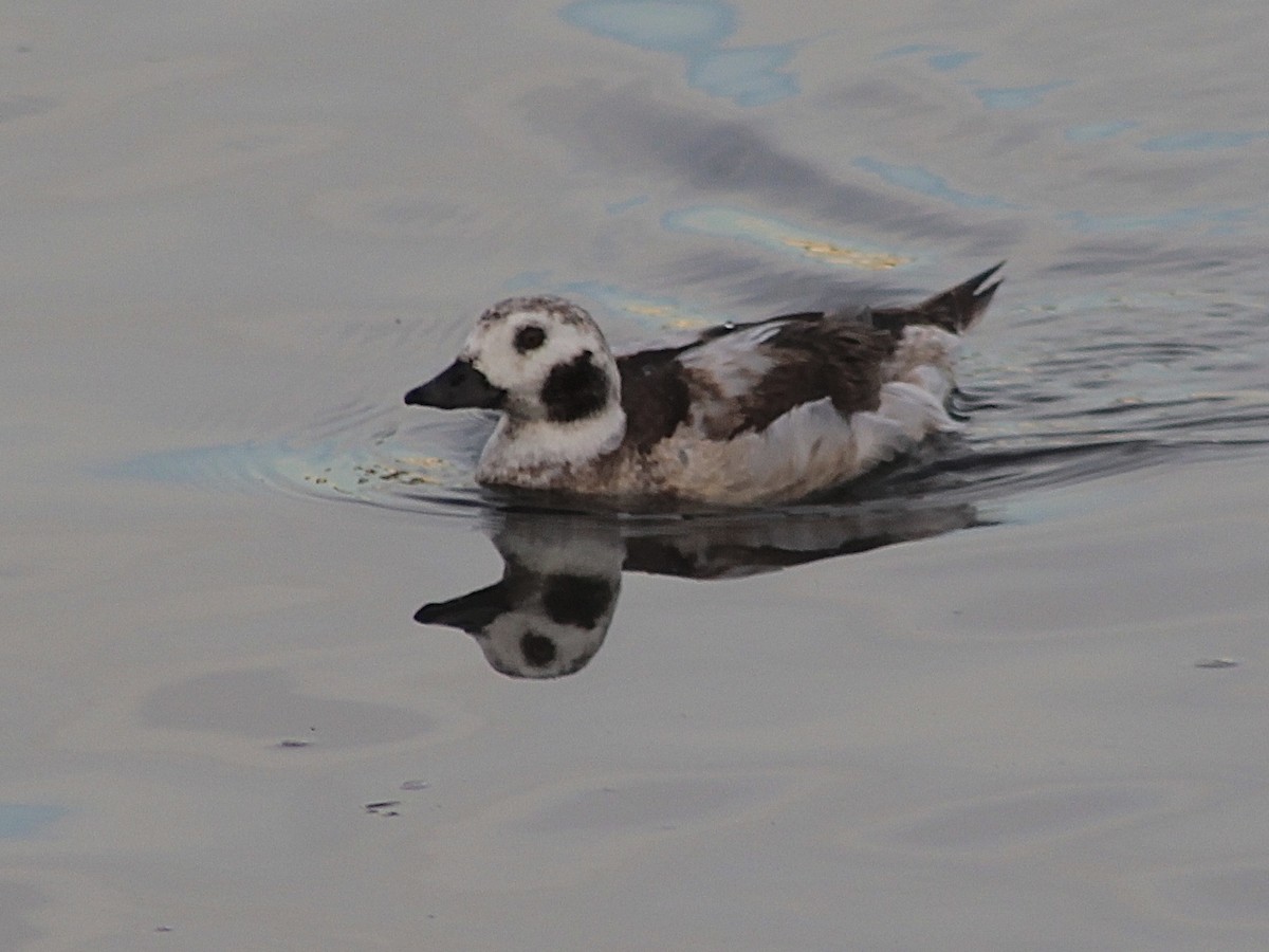 Long-tailed Duck - ML613333662