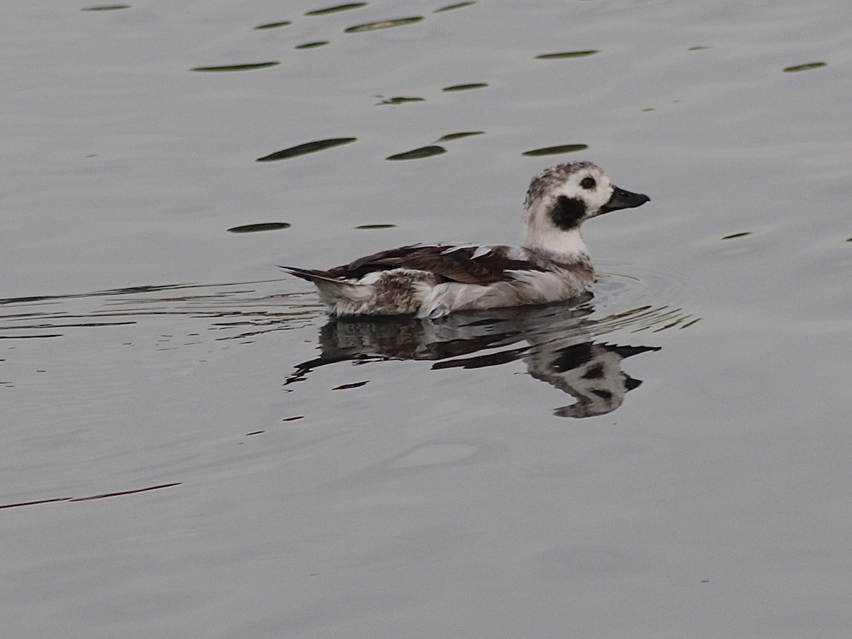 Long-tailed Duck - ML613333663