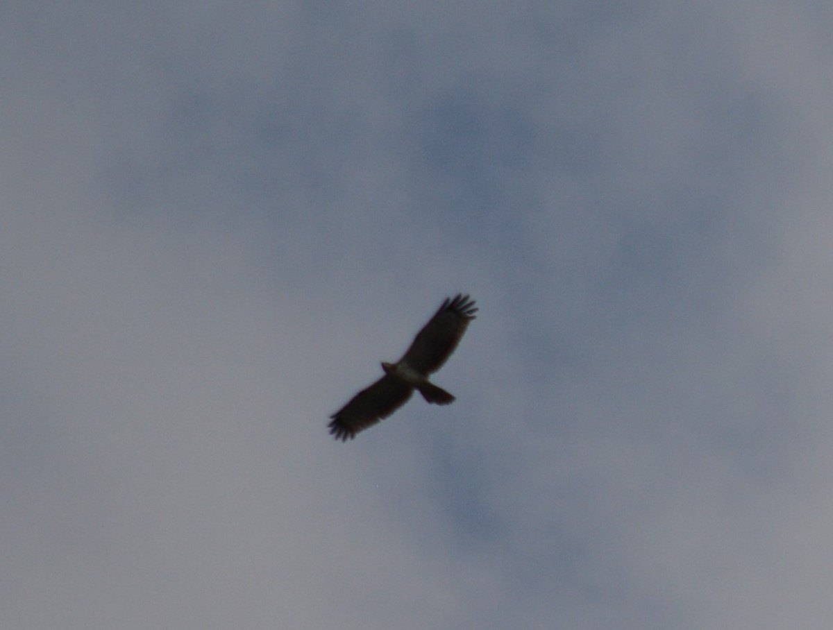 Oriental Honey-buzzard - ML613333730